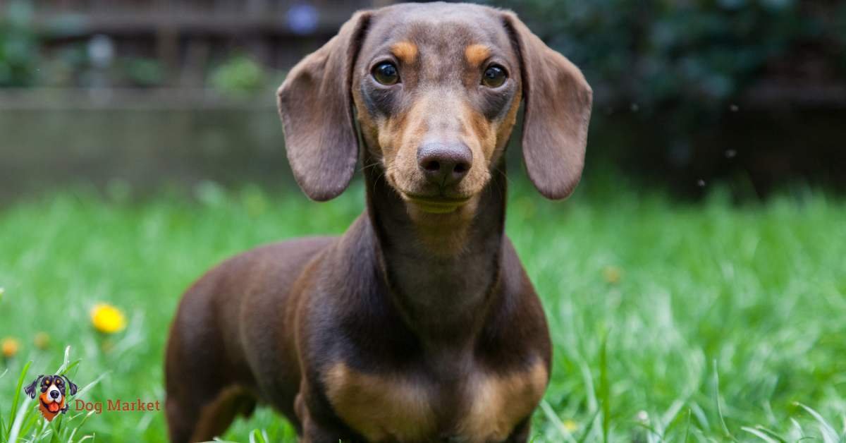 Dachshund