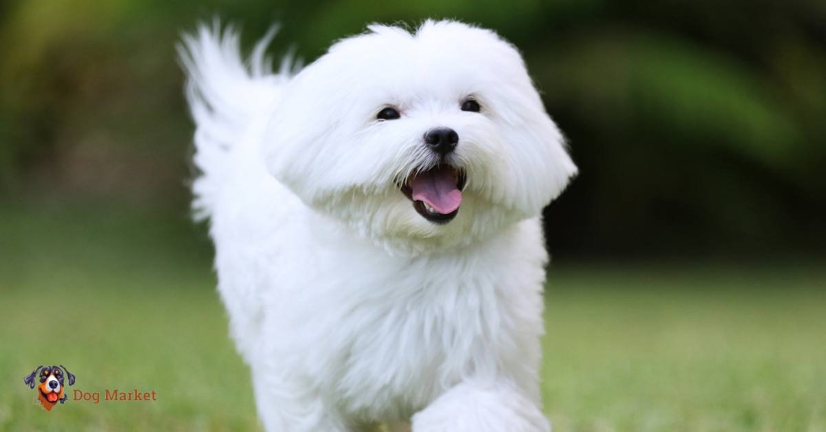 Maltese