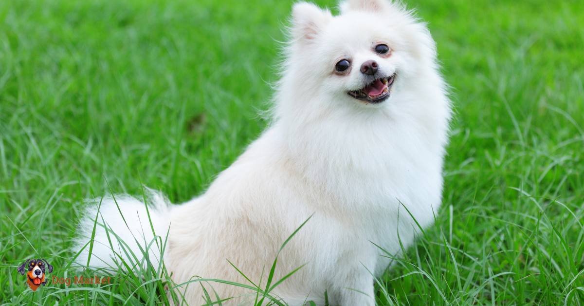 Pomeranian