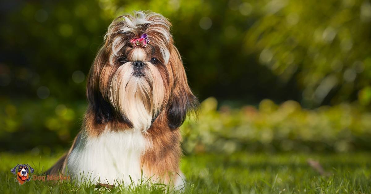 Shih Tzu