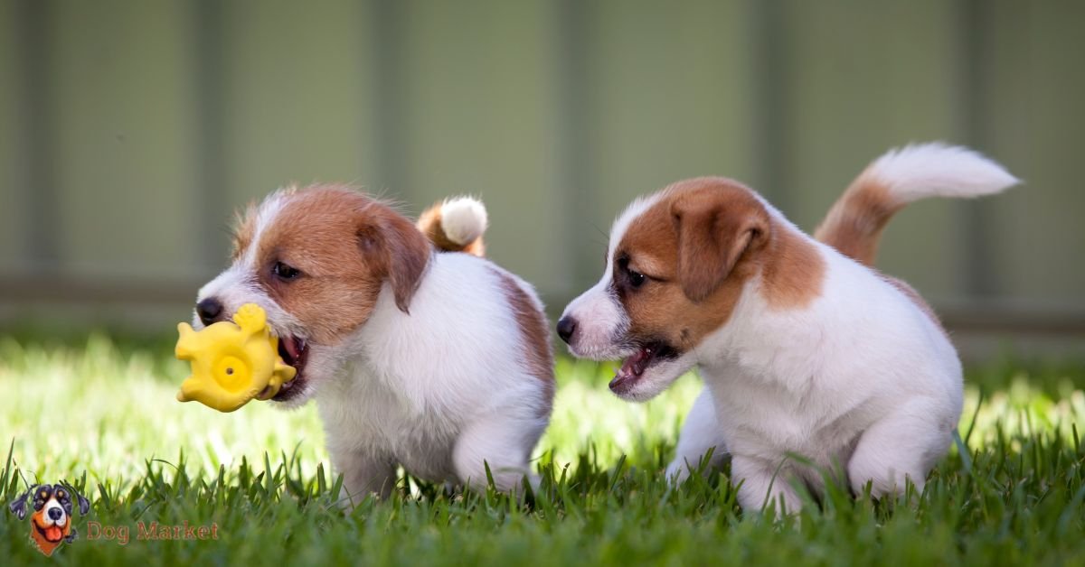 Jack Russell Terrier