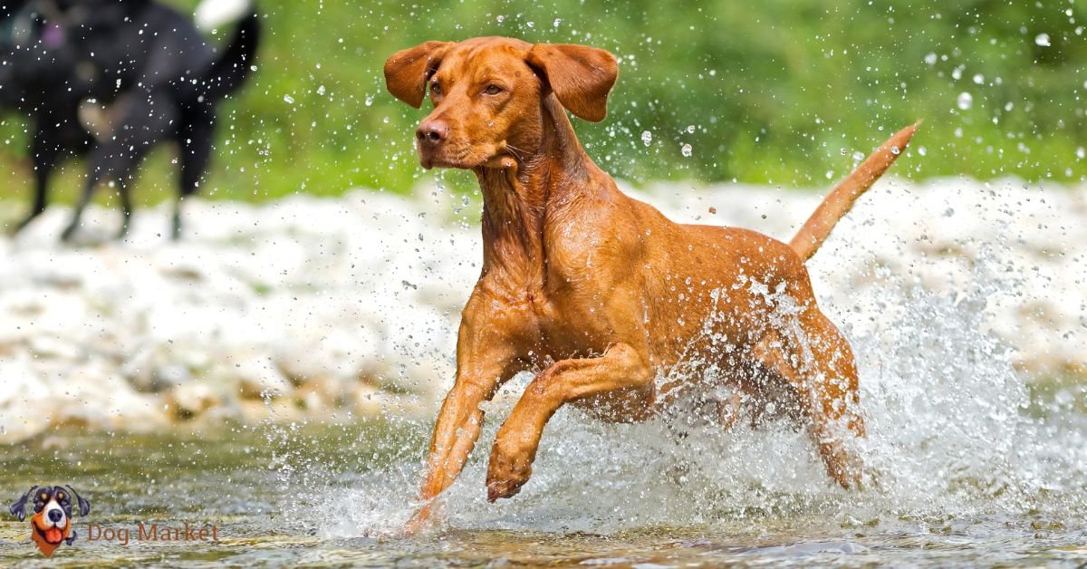 Vizsla