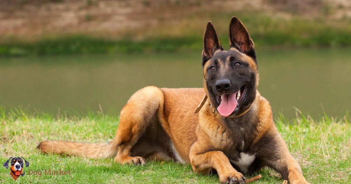 Belgian Malinois