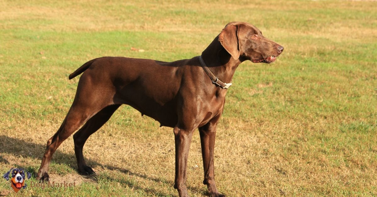 German Shorthaired Pointer