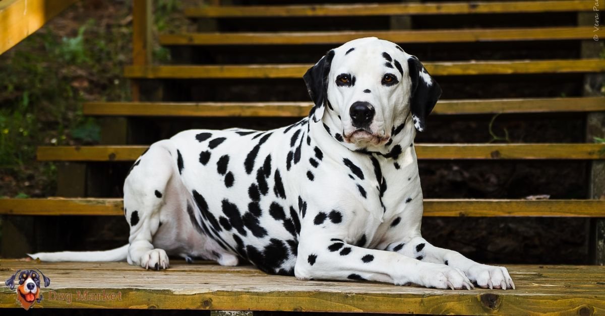 Dalmatian