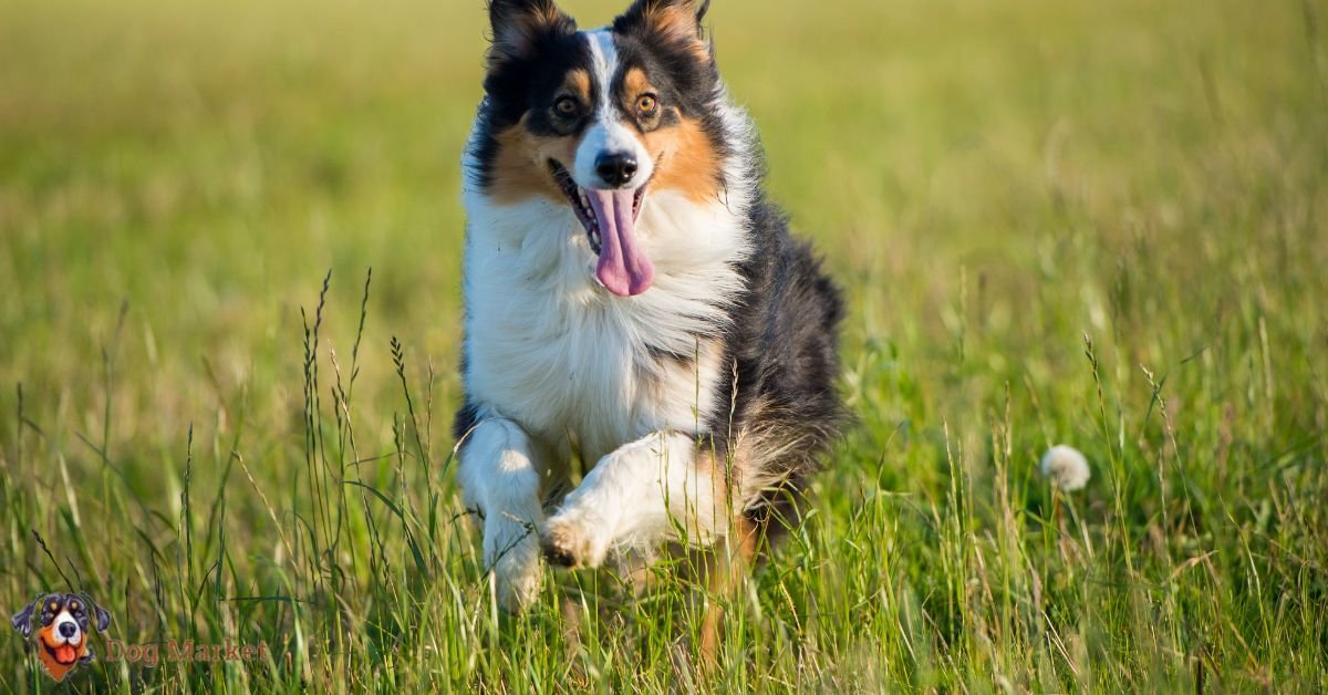 Australian Shepherd