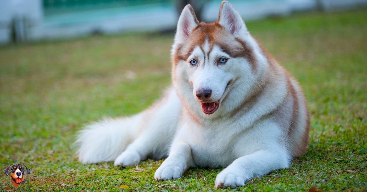 Siberian Husky