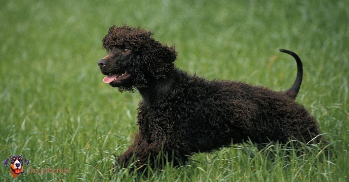 Irish Water Spaniel