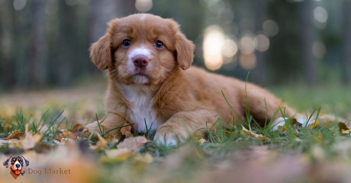 Nova Scotia Duck Tolling Retriever