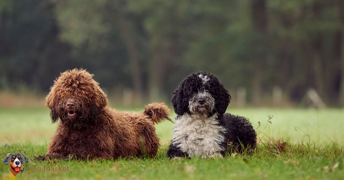 Spanish Water Dog