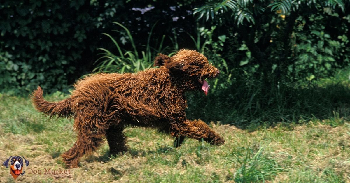 Barbet dog