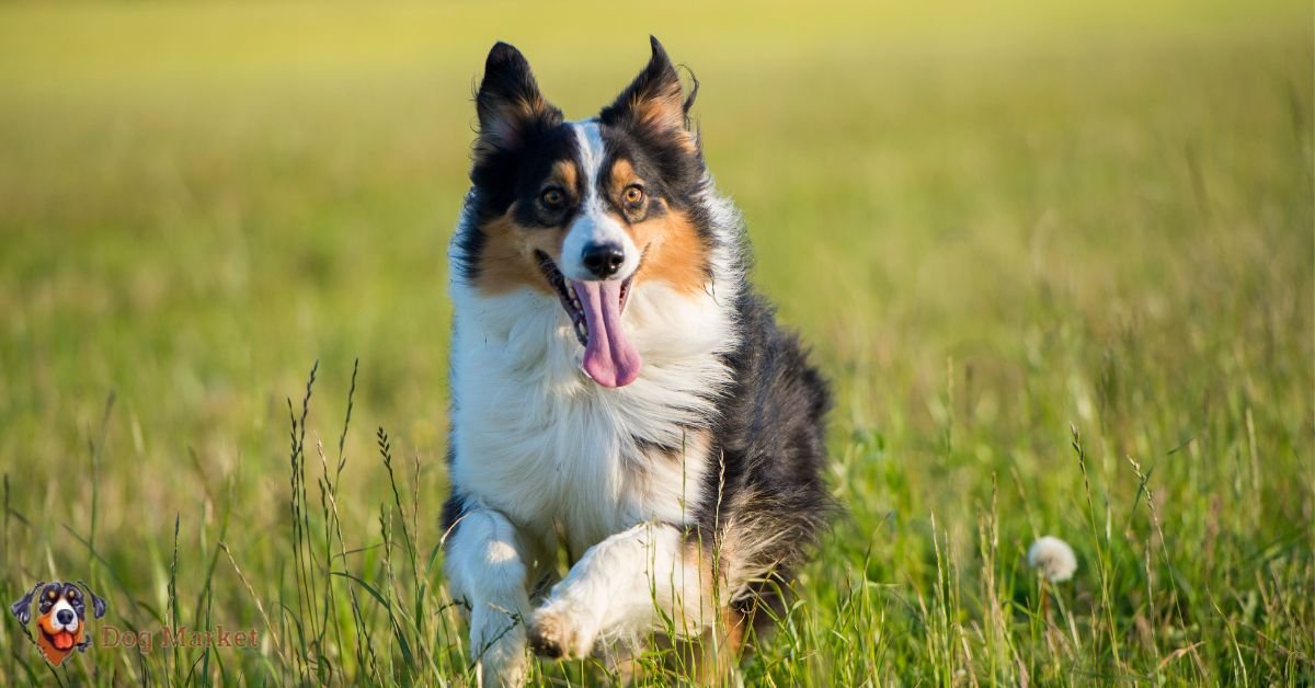 Australian Shepherd