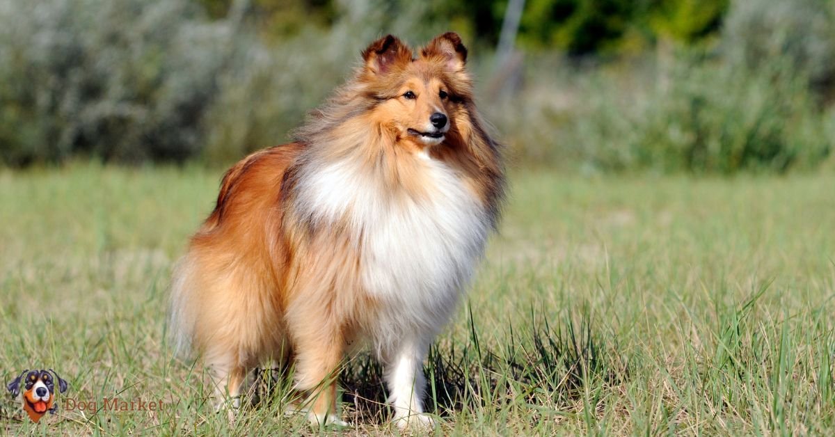 Shetland Sheepdog 