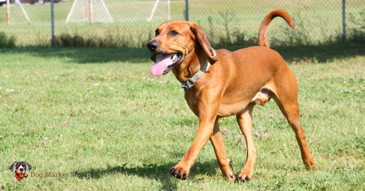 Coonhound