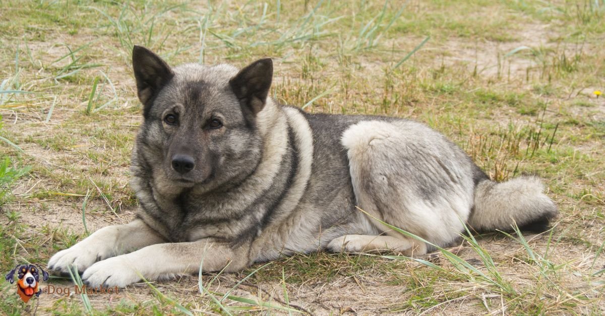 Norwegian Buhund dog