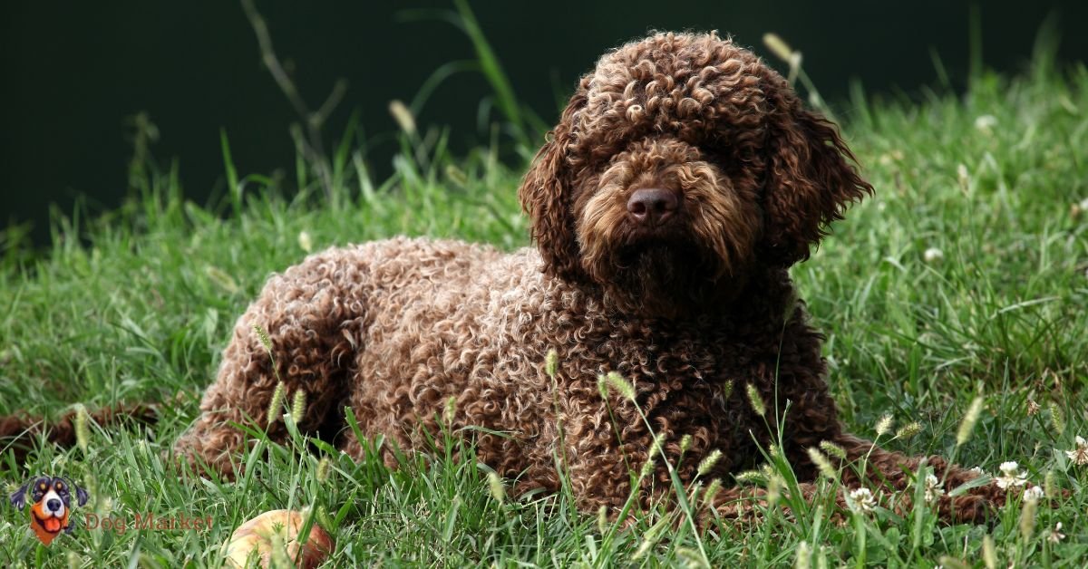 Lagotto Romagnolo