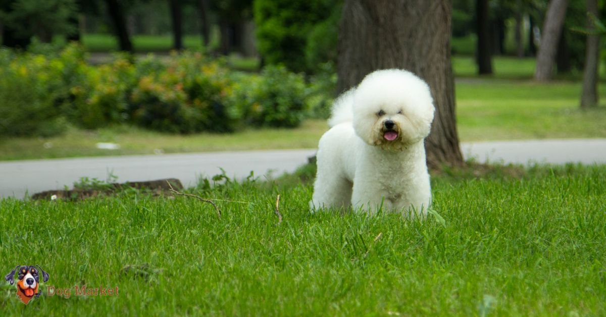 Bichon Frise