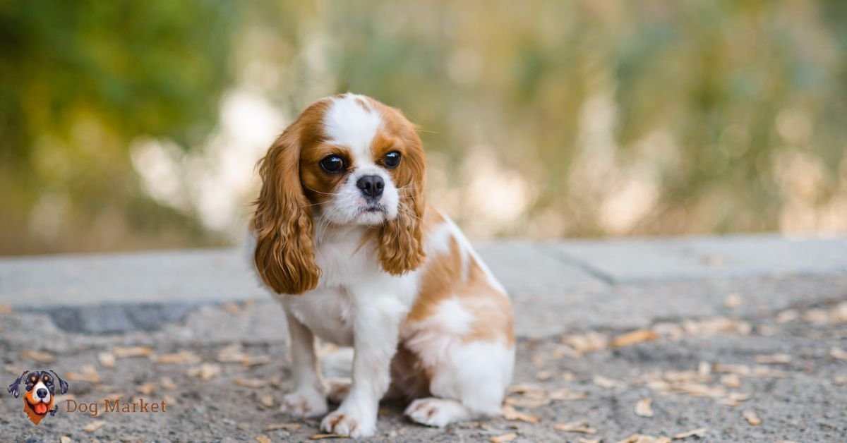 Cavalier King Charles Spaniel