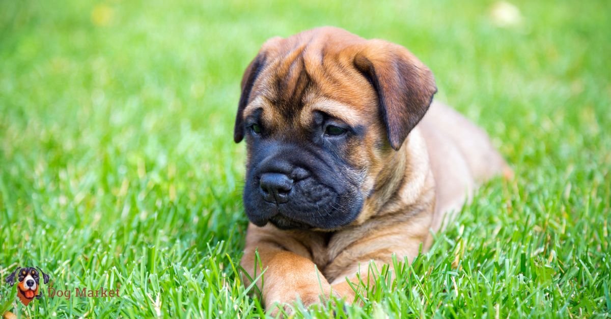 Bullmastiff