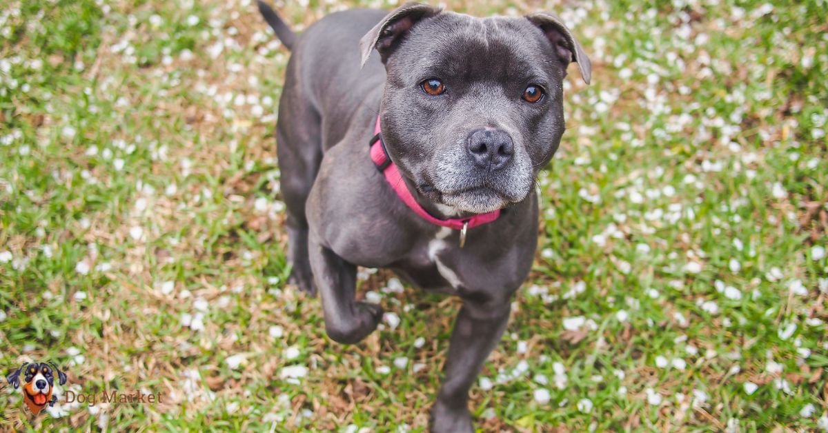 Staffordshire Bull Terrier