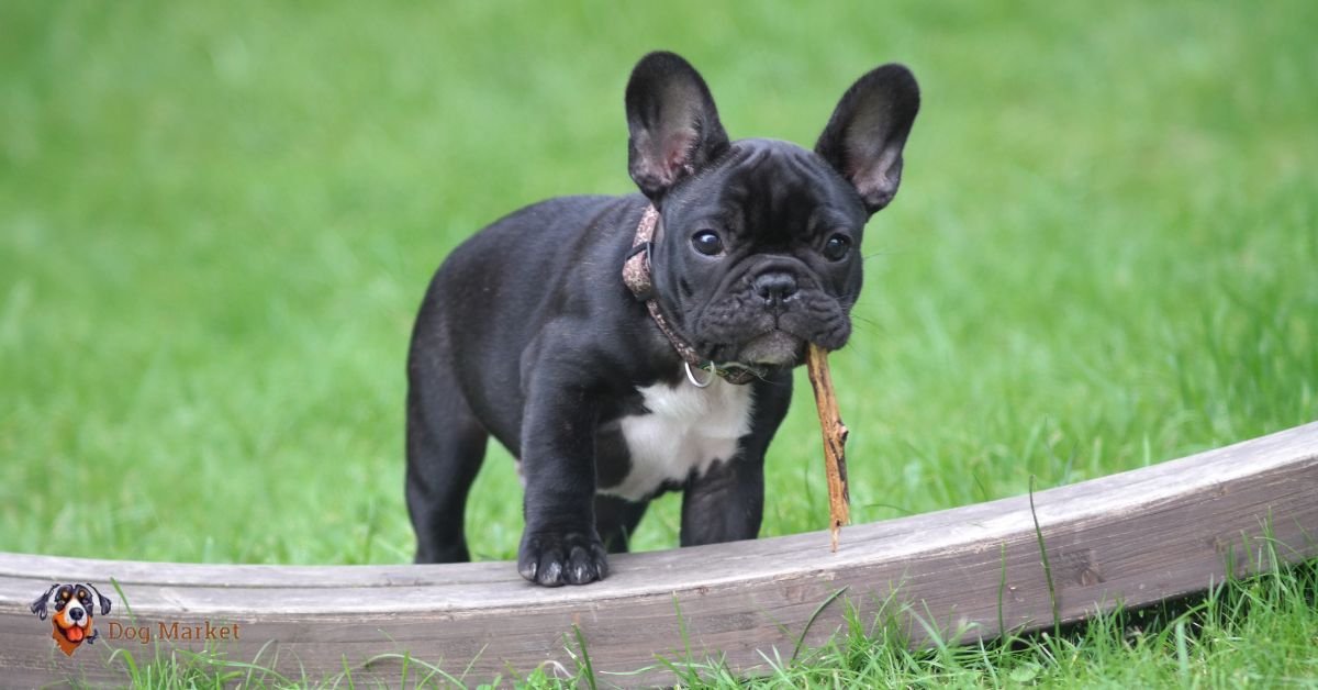 French Bulldog