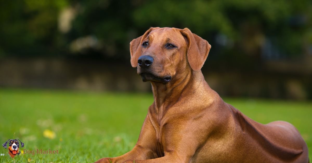 Rhodesian Ridgeback