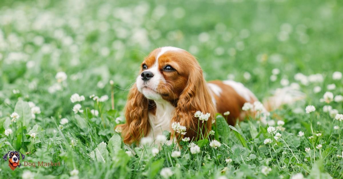 Cavalier King Charles Spaniel