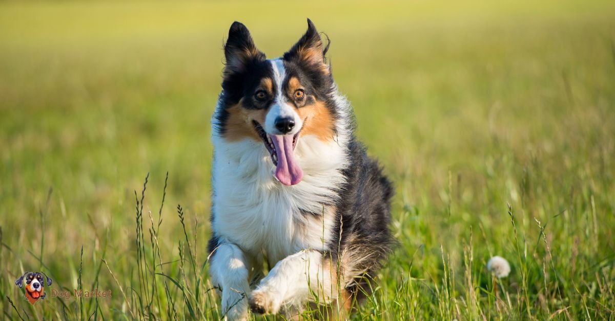 Australian Shepherd