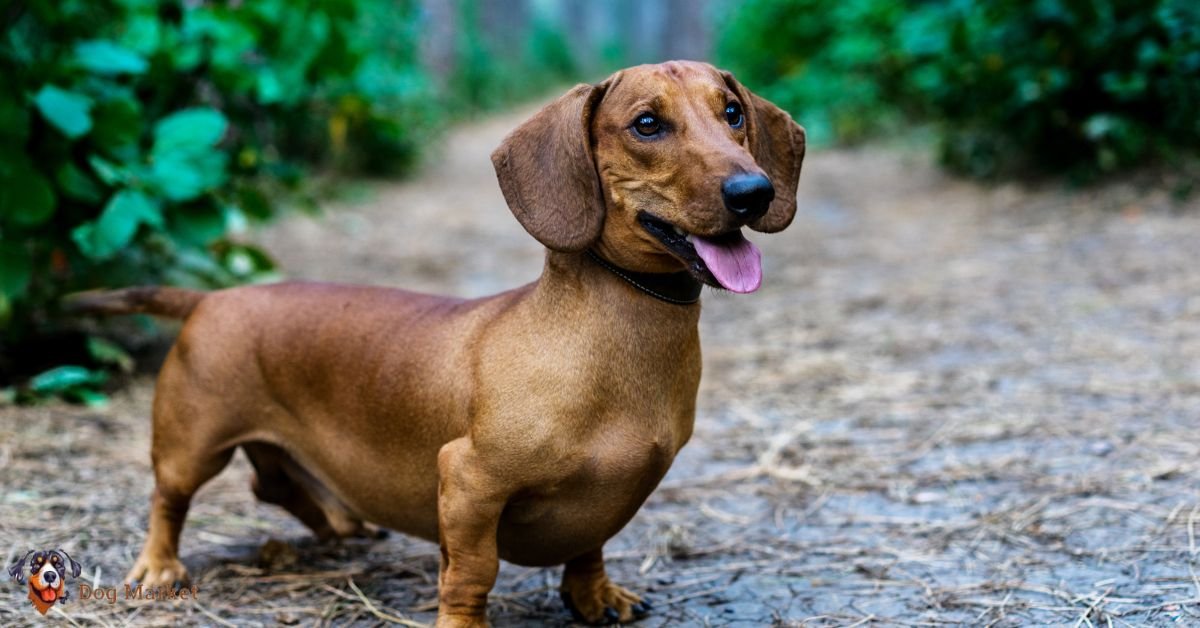 Dachshund