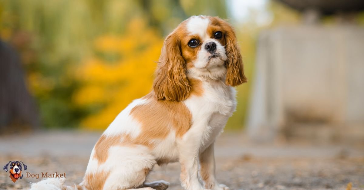 Cavalier King Charles Spaniel