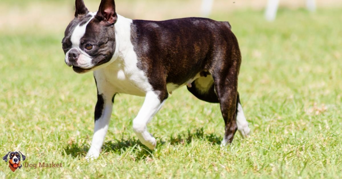 Boston Terrier