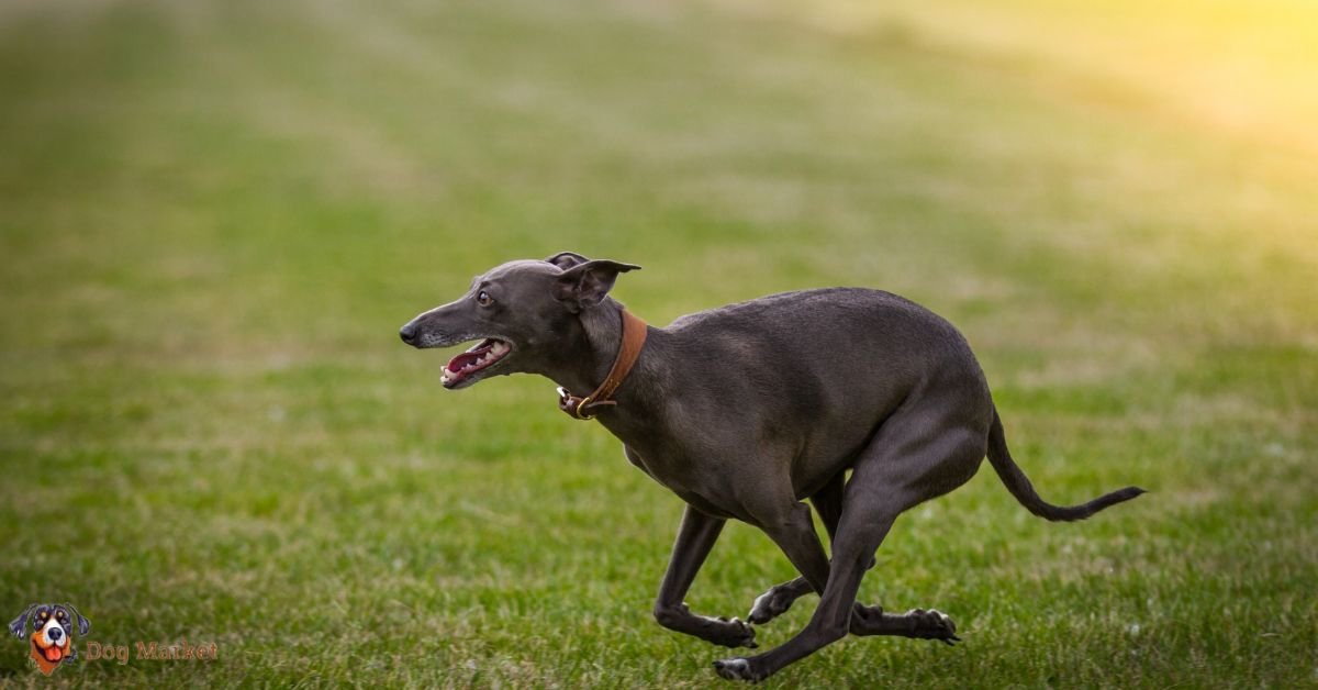 Italian Greyhound