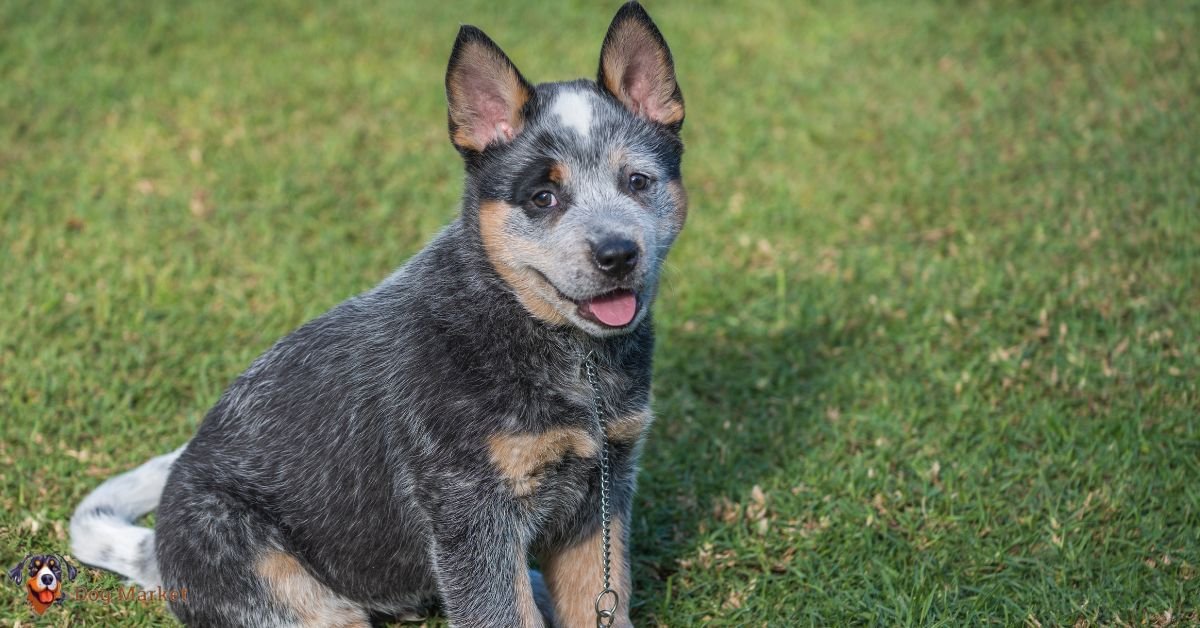 Australian Cattle Dog