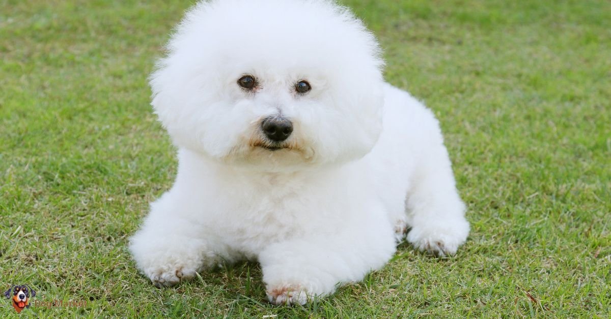 Bichon Frise