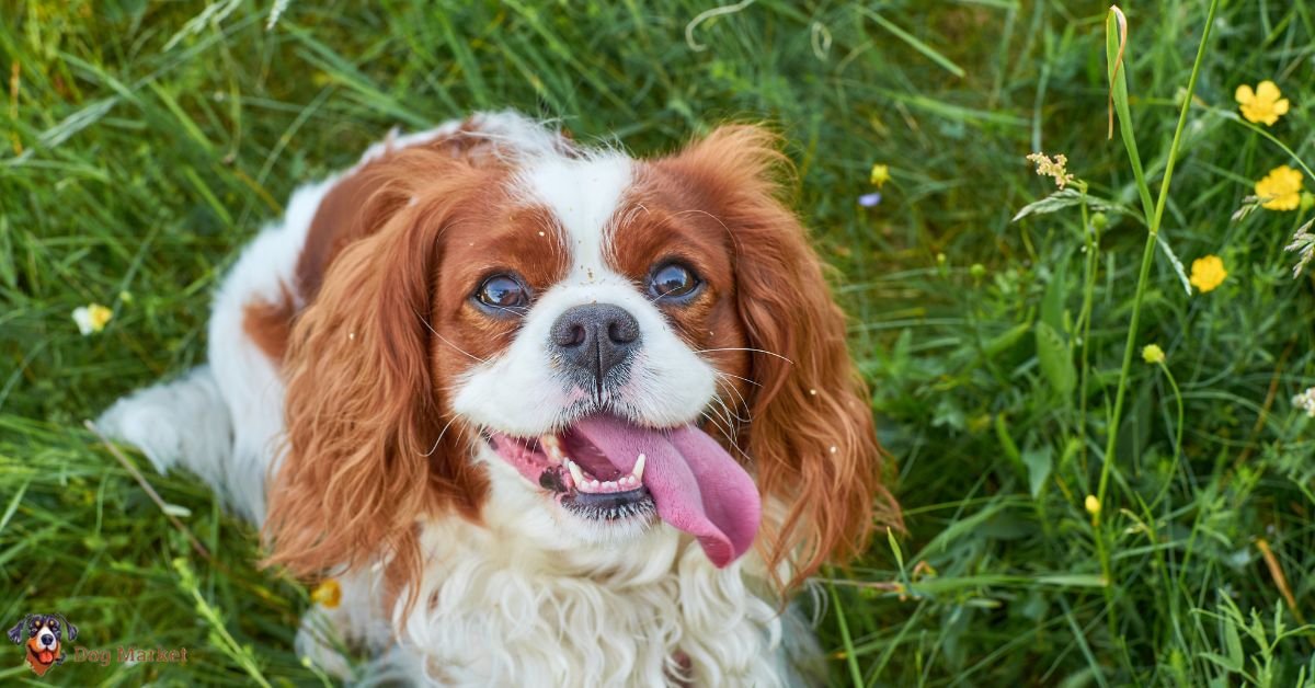 Cavalier King Charles Spaniel