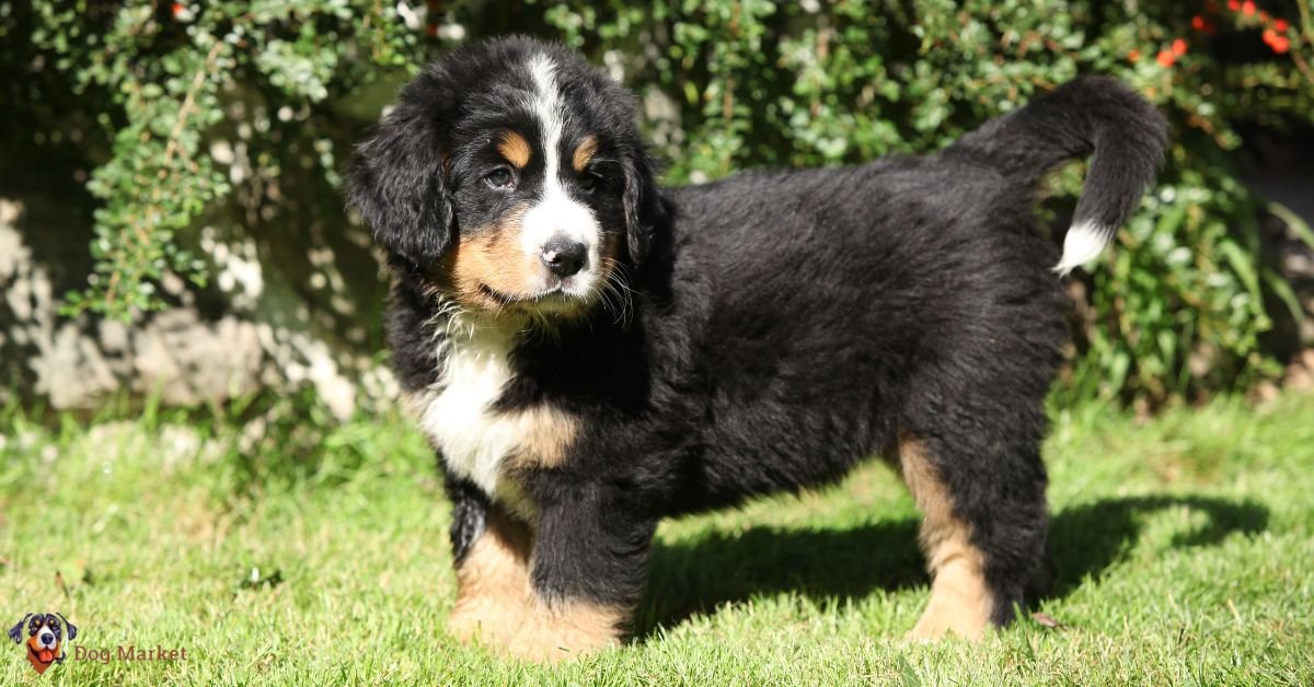 Bernese Mountain Dog