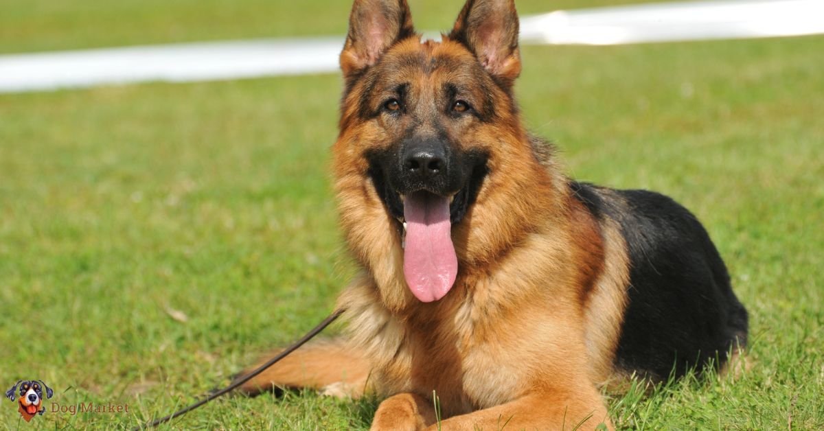 German Shepherd