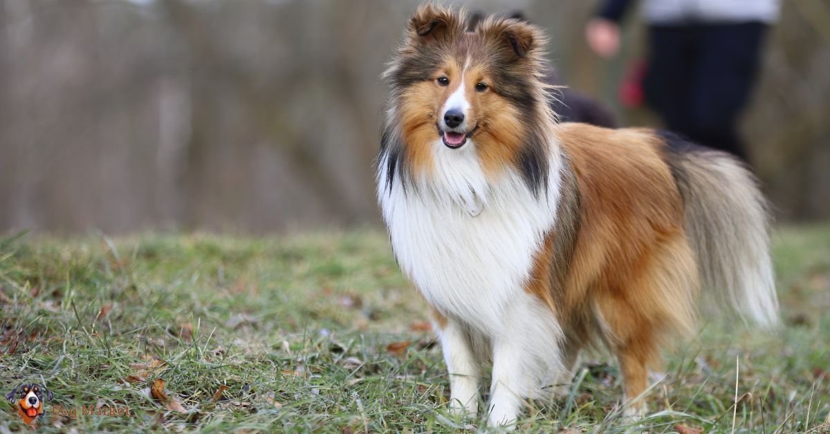 Shetland Sheepdog