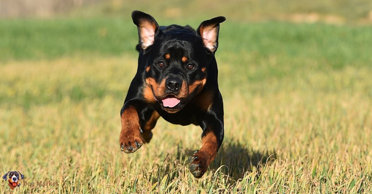 Rottweiler