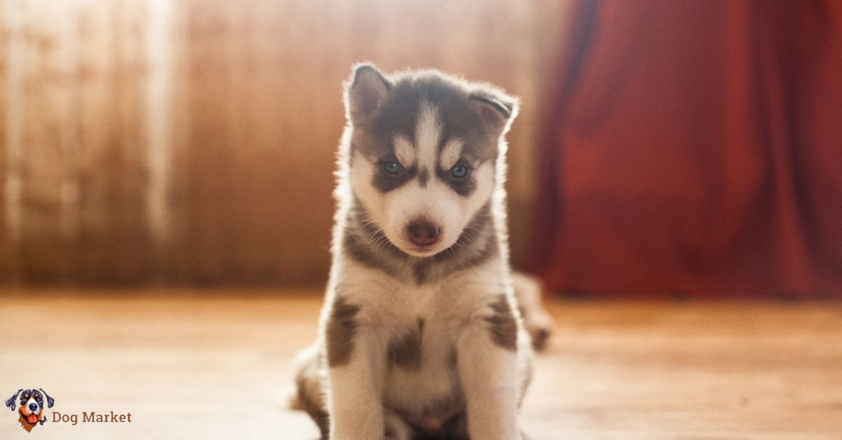 Siberian Husky