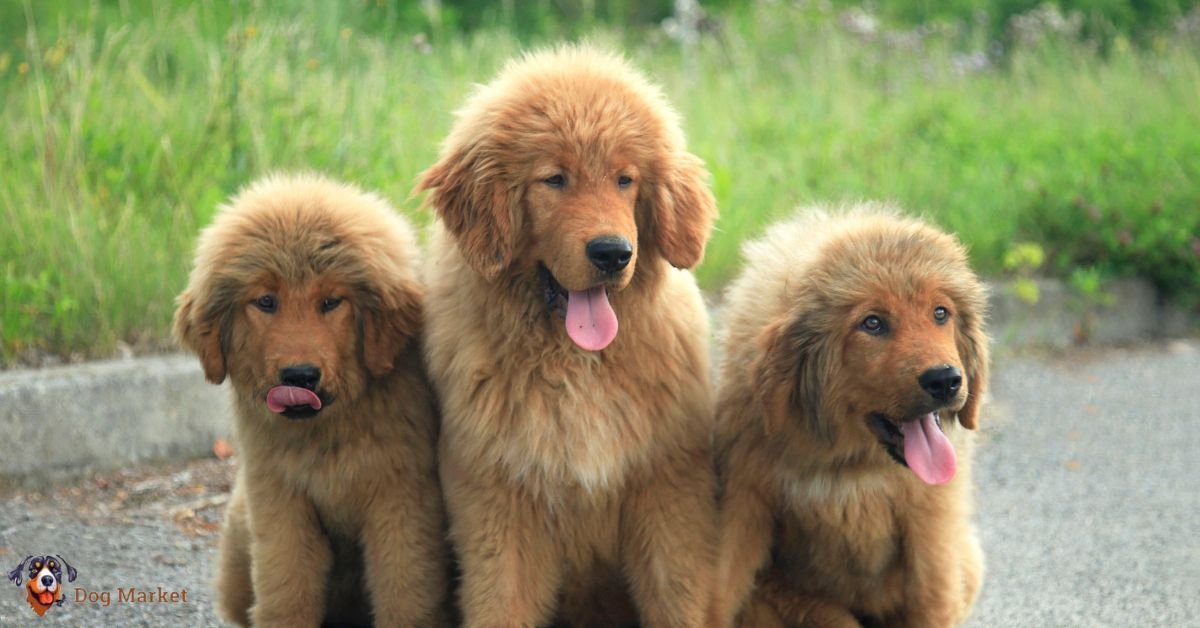 Tibetan Mastiff