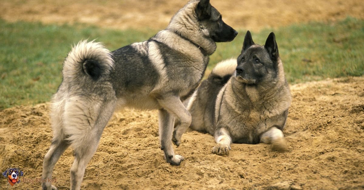 Norwegian Elkhound