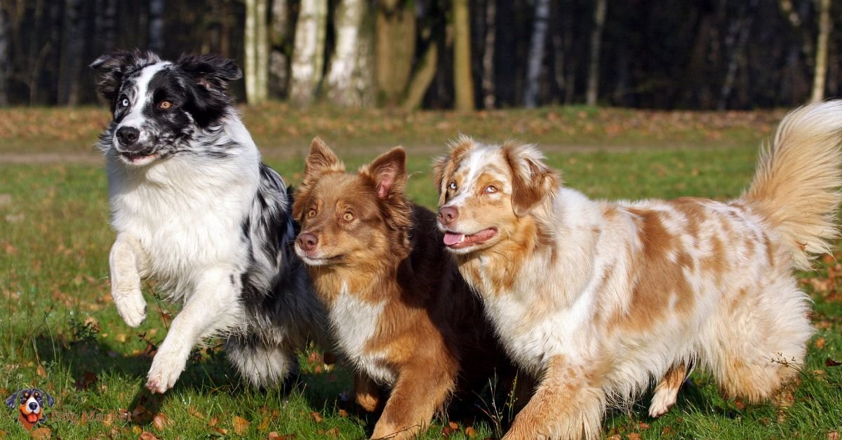 Australian Shepherd