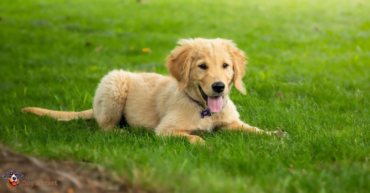 Golden Retrievers