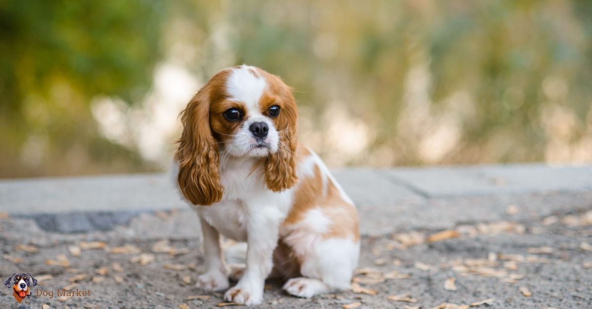 Cavalier King Charles Spaniels