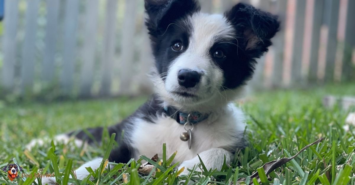 Border Collies