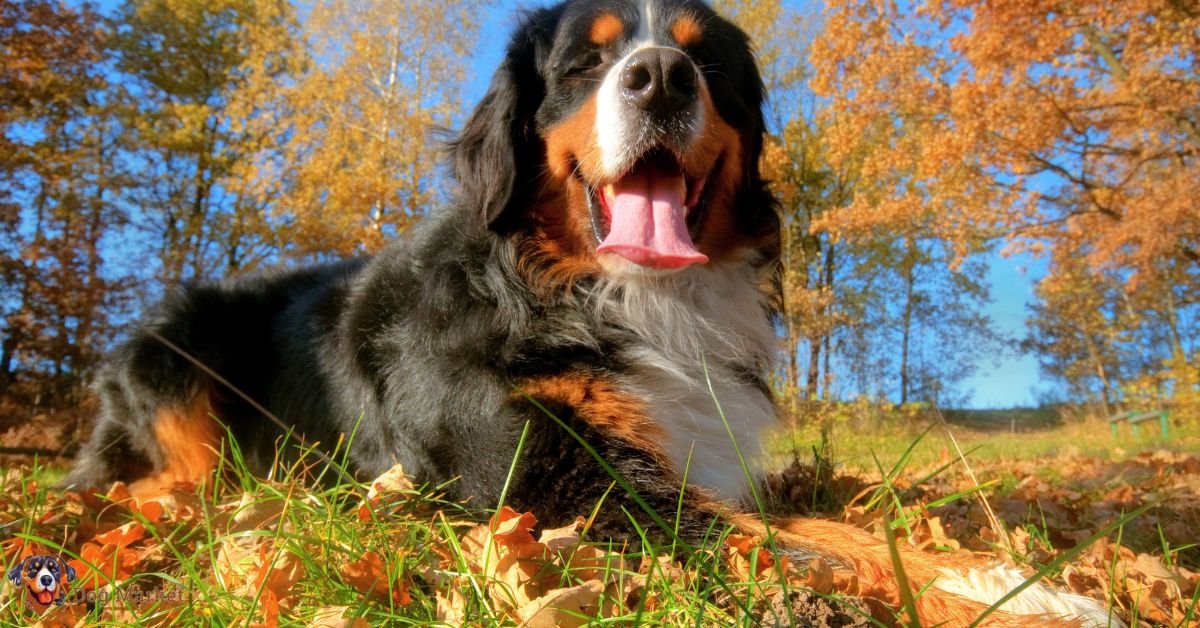 Bernese Mountain Dogs