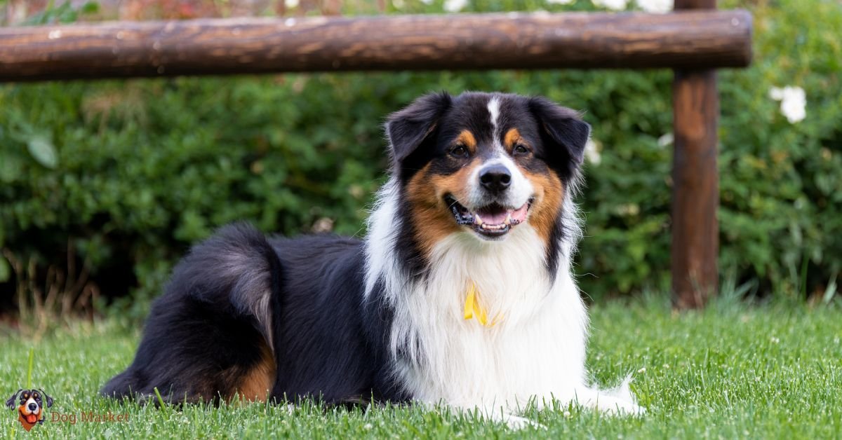 Australian Shepherds