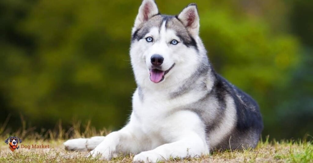 Siberian Husky price