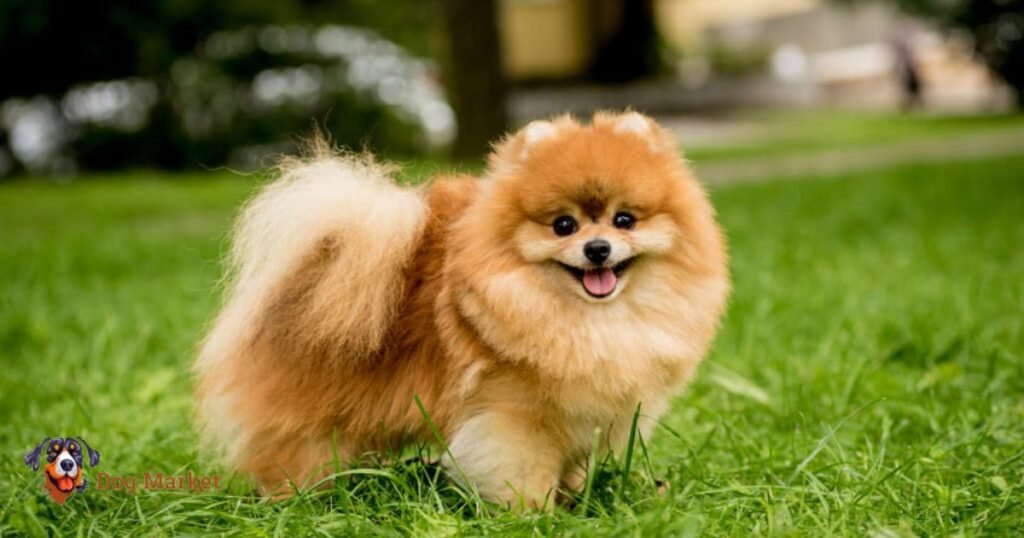 Pomeranian Dog Price in India